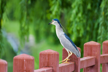 Night Heron fishing in river in shanghai city,  China.