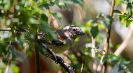 Female Cape sparrow isolated in the wild in South Africa