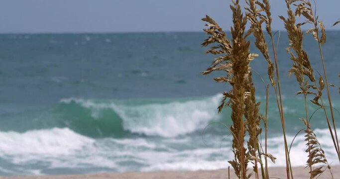 Foreground Marram Grass by the Sea