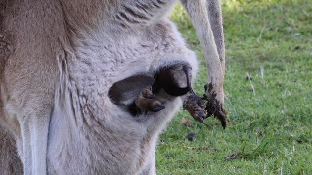 Western Grey Kangaroo with joey in pouch