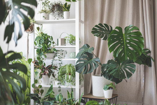Houseplant domestic jungle garden organization fresh natural plant pots variegated monstera at room. Copy space.