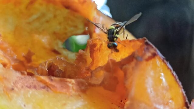bees eat star fruit