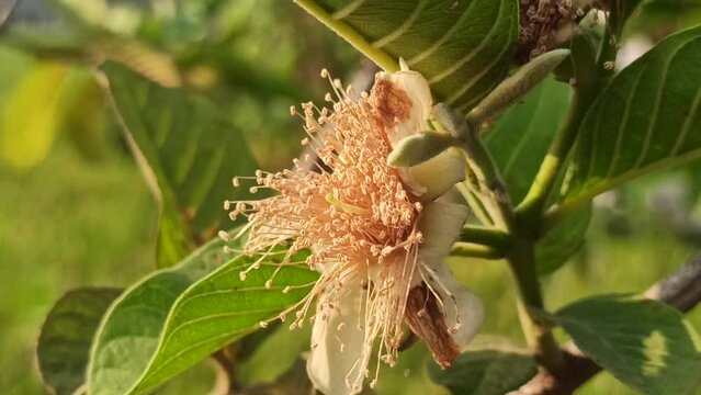 Psidium guajava flower