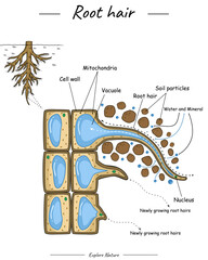 Root hair structure