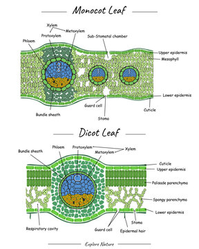  Structure of Monocot leaf and dicot leaf