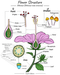 Flower structure