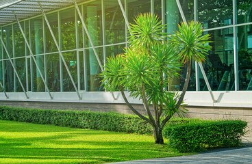 Beautiful plant in a garden in front of a public gym glass room, space for text and design.