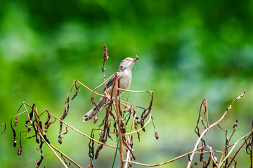 Plain Prinia little bird on rice field