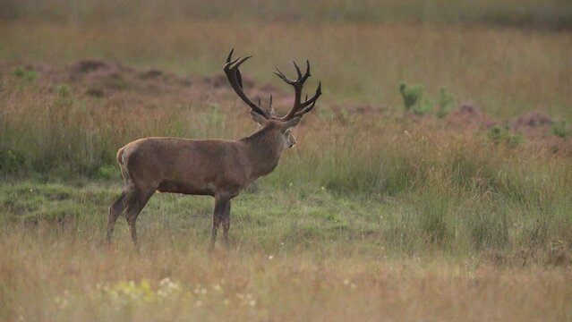 Rutting season in Hoge Veluwe as red deer stag smells air for a mate