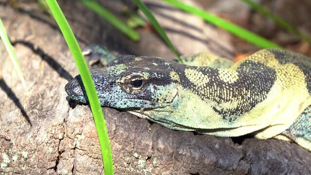 Lace monitor, tree goanna (varanus varius) with dull bluish-black appearance spotted in the wild, basking on the rock under the sunlight, close up shot of an Australian wildlife species.