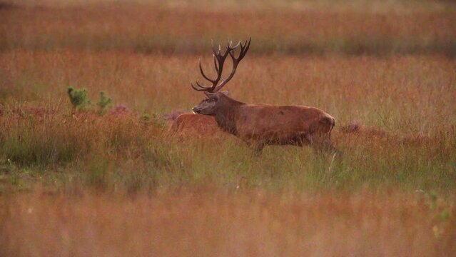 Profile view of dominant red deer stag bellowing in crisp morning air, the rut