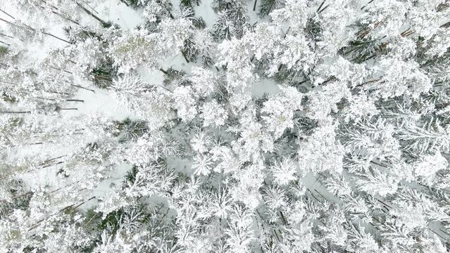 Beautiful aerial top-down view of snow covered pine forest, Vilnius, Lithuania