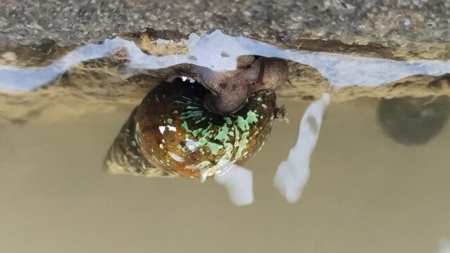 rice field water snail