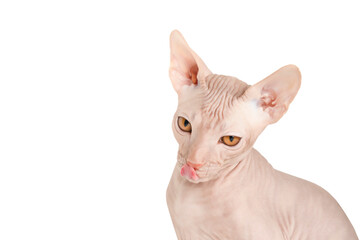 portrait of a sphinx cat isolated 
