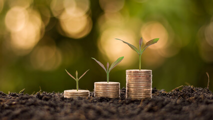Growing money and plants on coins. Finance and investment concept.