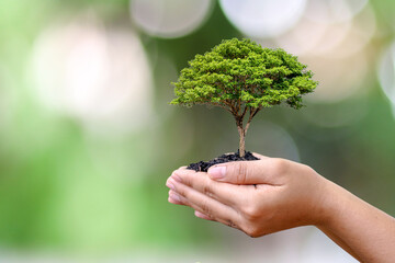 Trees growing on farmer's hands and blurred green nature background.