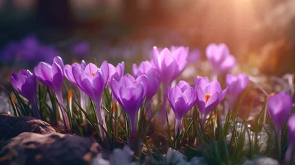 Raamstickers purple crocus flowers in spring © AUM