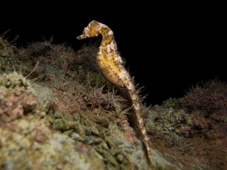 A golden seahorse standing tall and proud