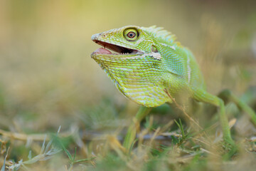 Reptile Lizard, Macro, Green Lizard, Animals, pet, Nature Background, Indonesia.