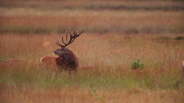 Red deer stag with big antlers in Hoge Veluwe reserve glade bellows, rut season