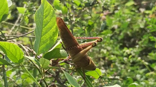 grashopper on the green leaves