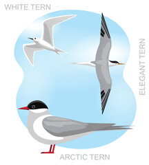 Cute Bird Arctic Tern Set Cartoon Vector