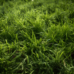 Fototapeta premium Green grass background. Close up of green grass texture. Green grass background