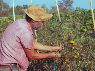 adult farmer model using thread for binding organic tomato plant in the vegetable garden.