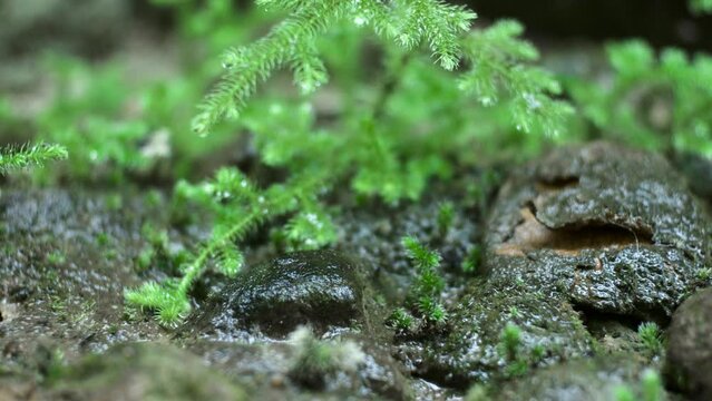 Ancient ferns are ferns that do not have true roots and leaves. This fern has roots in the form of rhizoids. Ancient ferns were homosporous.