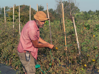 adult farmer model using thread for binding organic tomato plant in the vegetable garden.