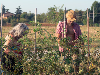 adult farmer model using thread for binding organic tomato plant in the vegetable garden.