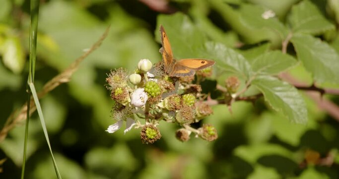 Shot of gatekeeper butterfly Pyronia Tithonus on wild blackberry blossom