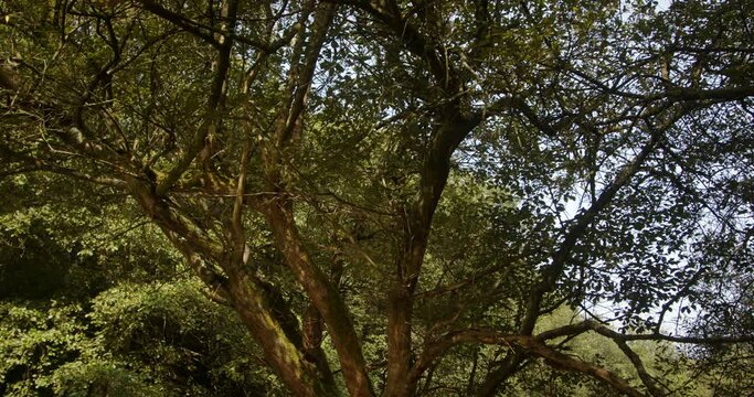 Water reflecting onto trees at scow brook Ford at Carsington water dam