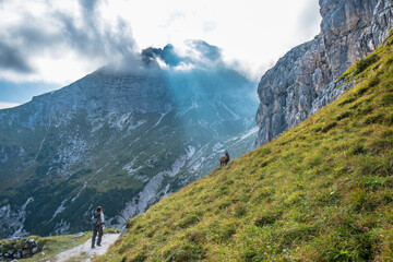 Fototapeta premium Steinbocks in the Julian alps