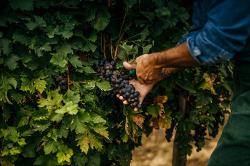 A detailed shot of the man's hand holding freshly harvested grapes highlights his passion for...