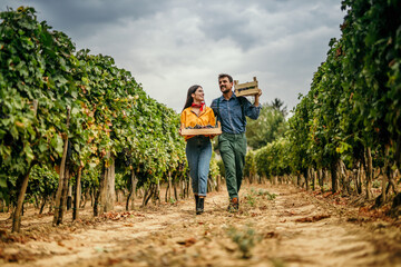 A romantic image of a couple, surrounded by grapevines, pruning and caring for the vines with meticulous attention.