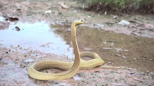 Venomous snake dangerous. Equatorial spitting cobra gold color (Naja sumatrana) that raises its neck and hood with hissing to intimidate threatening enemies on wet muddy ground and puddle.