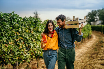 A joyful couple working together in a scenic vineyard, using a phone and handpicking ripe grapes...