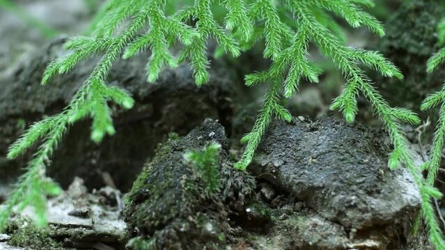 Ancient ferns are ferns that do not have true roots and leaves. This fern has roots in the form of rhizoids. Ancient ferns were homosporous.