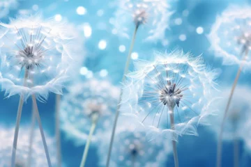 Foto op Plexiglas dandelion in the wind © mical