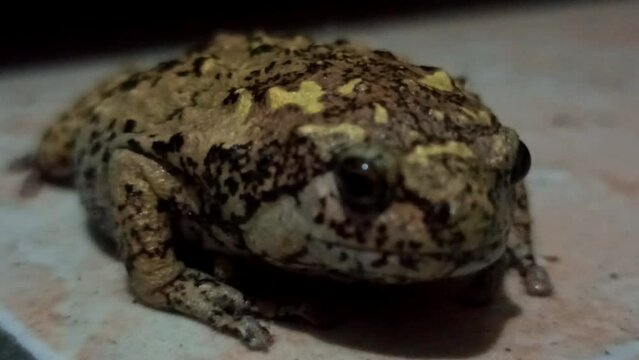 a frog with very nice colors