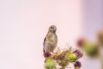 European goldfinch with juvenile plumage, feeding on the seeds of thistles. Carduelis carduelis.