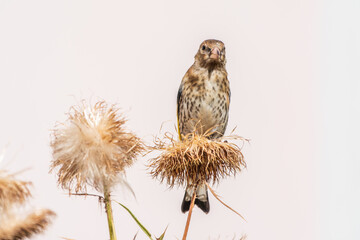 European goldfinch with juvenile plumage, feeding on the seeds of thistles. Carduelis carduelis.