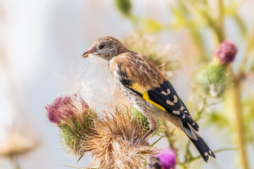 European goldfinch with juvenile plumage, feeding on the seeds of thistles. Carduelis carduelis.