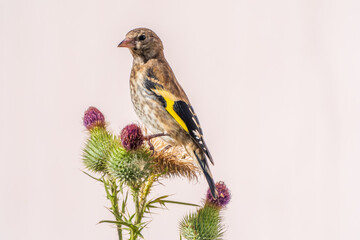 European goldfinch with juvenile plumage, feeding on the seeds of thistles. Carduelis carduelis.