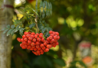 Rowan branch in the forest