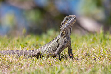 Close up of an Eastern Water Dragon in it's native habitat in Queensland, Australia