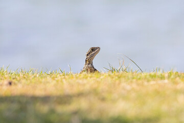 Close up of an Eastern Water Dragon in it's native habitat in Queensland, Australia