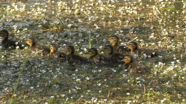 Beautiful flock of baby ducks swimming on a pond filled with flowers