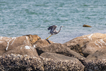 White faced heron seen on rock wall in the Tweed River inlet, New South Wales, Australia